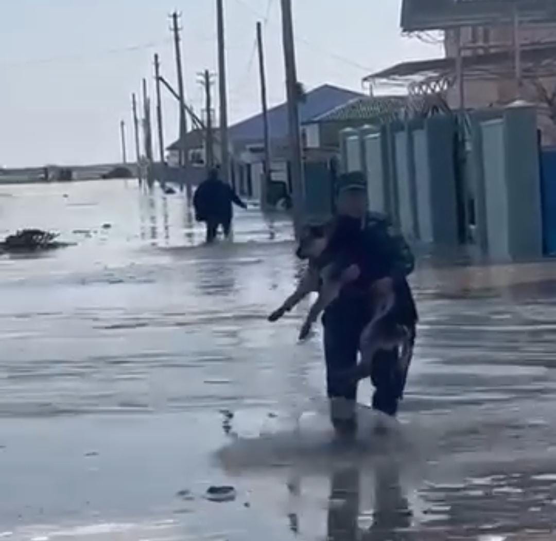 В сеть попало трогательное спасение собаки во время паводков в Жылыойском районе