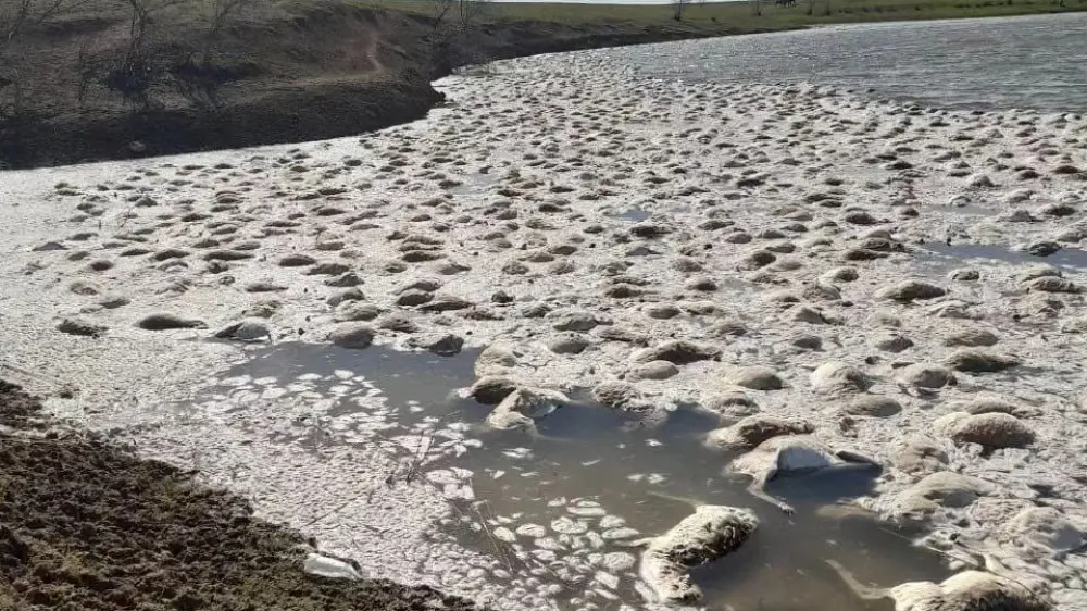 Массовая гибель сайгаков произошла в водоеме на западе Казахстана