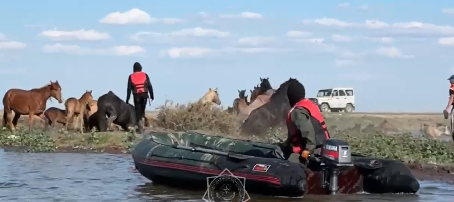 80 лошадей спасли из воды атырауские спасатели