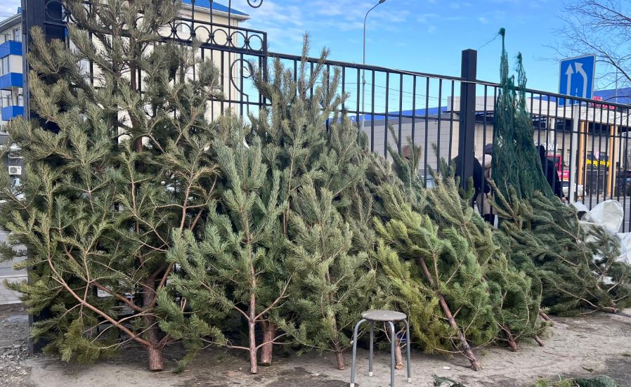 Почем ель? В Атырау открылись елочные базары 