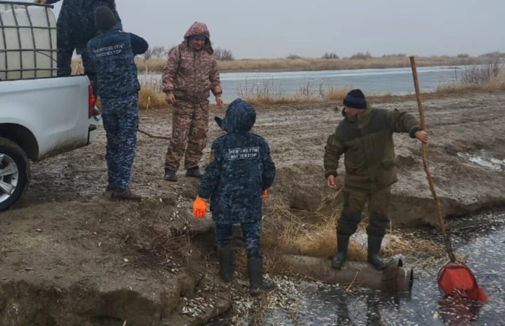 Молодь рыбы спасают в канале Баксай в Махамбетском районе