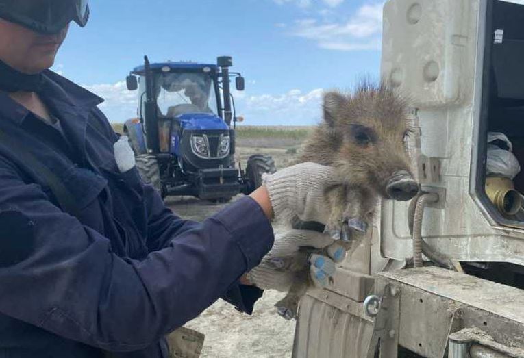 Атырауда өрт сөндірушілер жабайы қабанның төлін құтқарып қалды