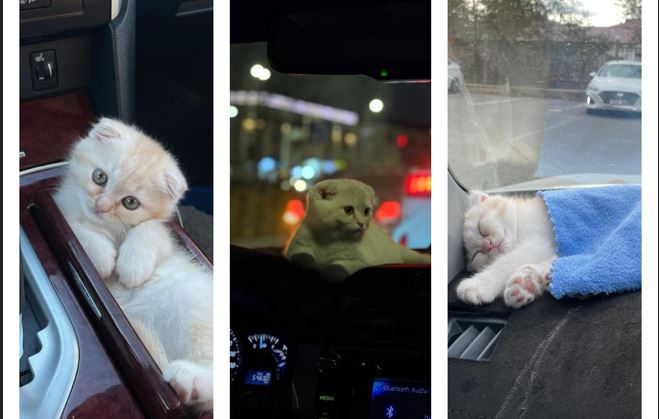 Пассажиры просят Мими: как котенок породы «золотая шиншила» стал звездой такси в Атырау