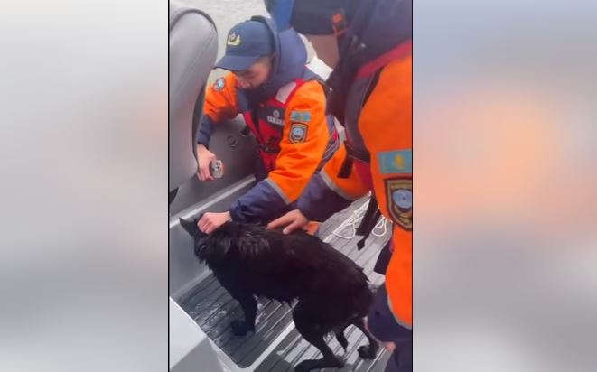 Операция на реке: в Атырау спасатели вытащили собаку из холодной воды