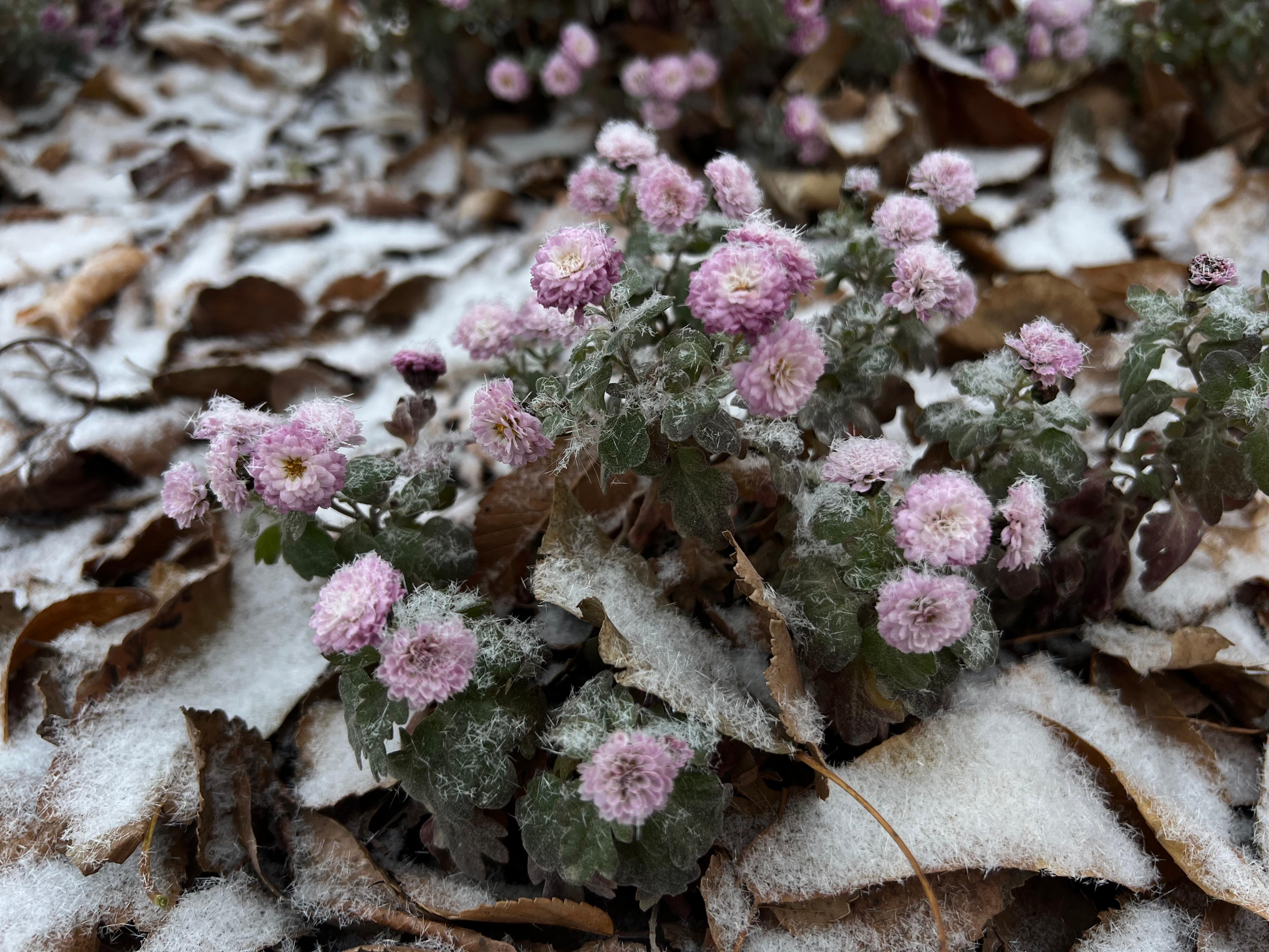 В Атырау выпал долгожданный первый снег (+ФОТО)