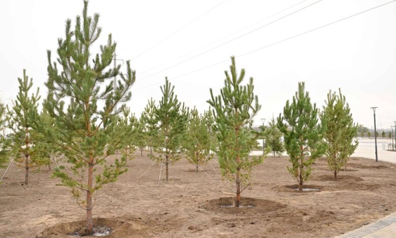 2021-2025 жылдары облыста 5,6 млн түп көшет отырғызылды