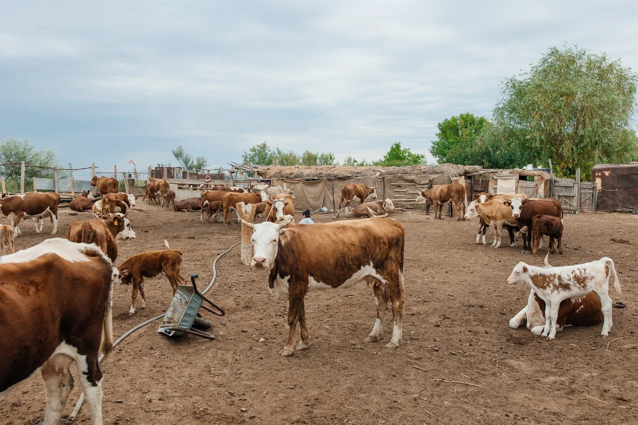 В рамках госпрограмм оказана поддержка 232 хозяйствам, в регионе выросло поголовье скота
