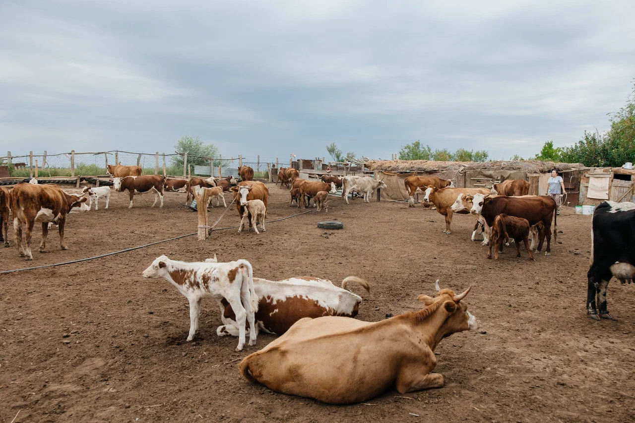 Около 1 600 субъектов малого и среднего бизнеса действуют в Макатском районе
