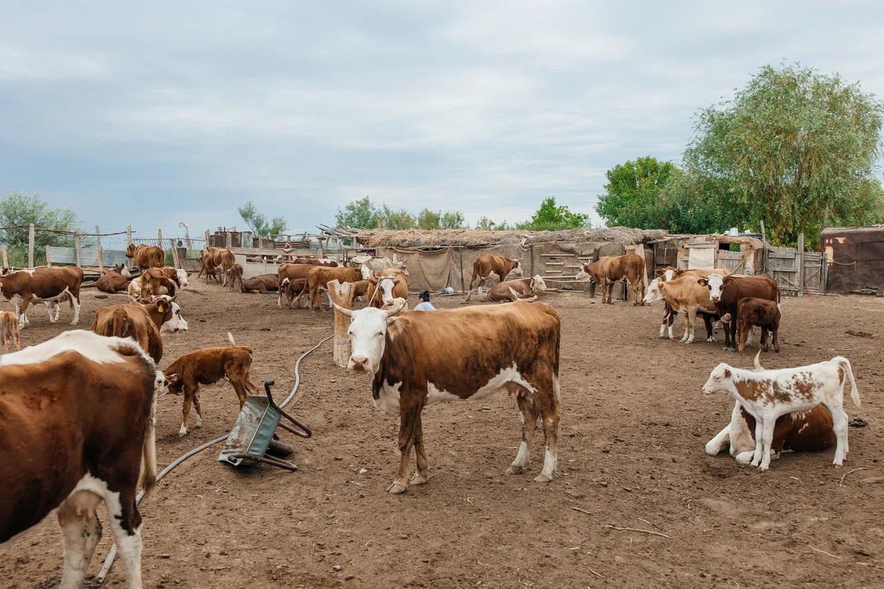 В Атырауской области больных бруцеллёзом лечили от «артрита», «бурсита» и «артроза»