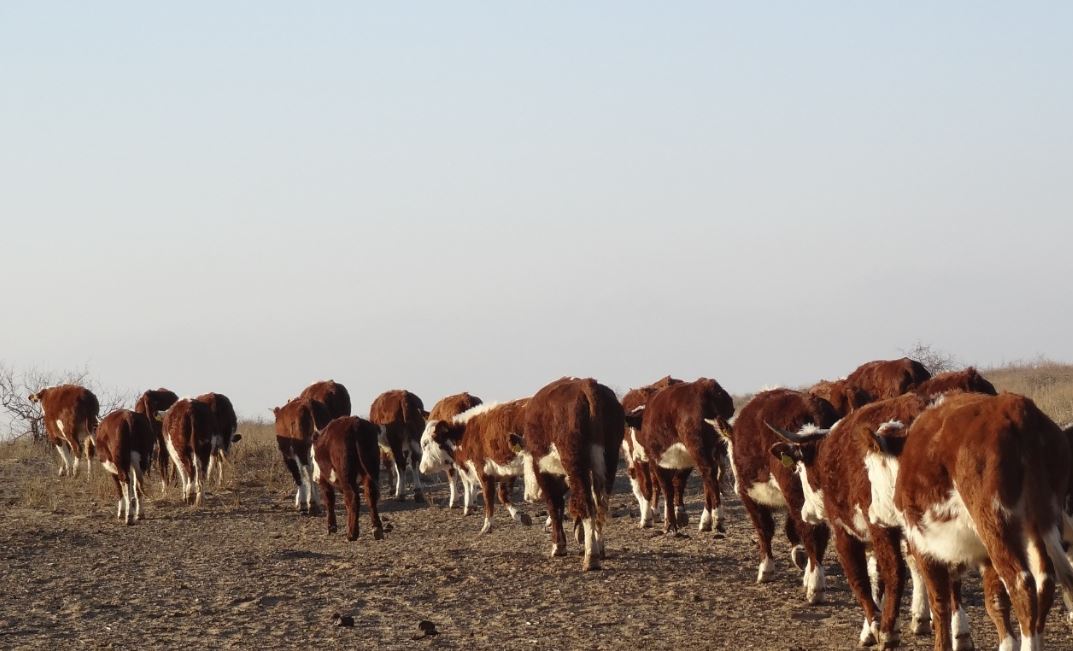 Исатай ауданына 39 тонна мал азығы жеткізілді