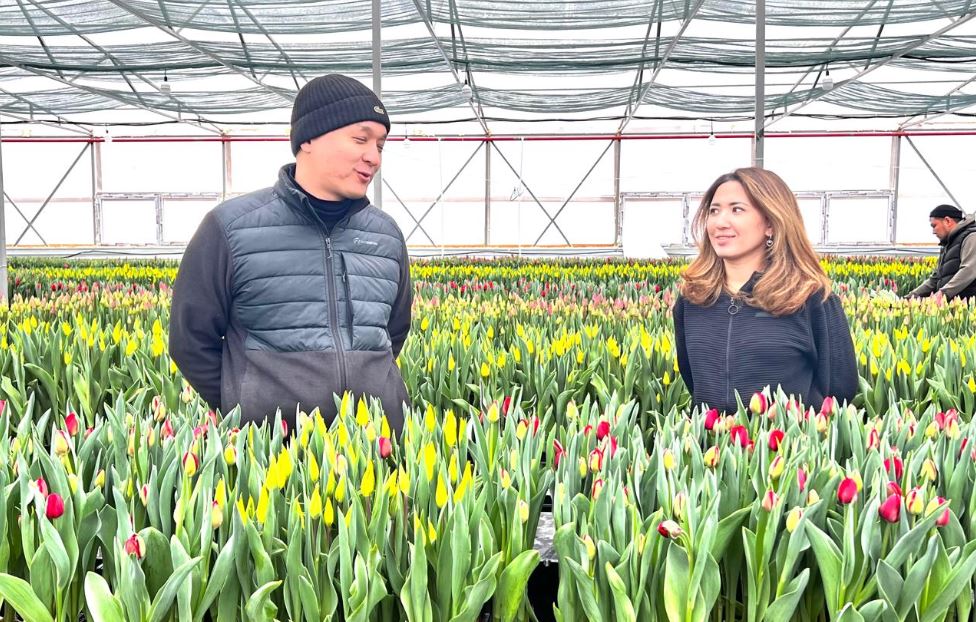 200 тысяч тюльпанов к 8 Марта вырастила молодая семья из Атырау