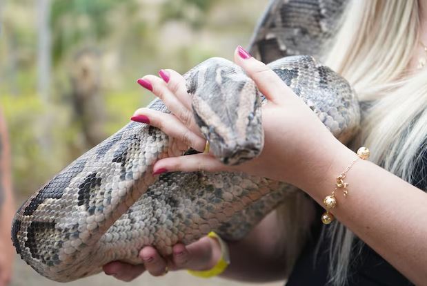 Атырауда жылан асыраймын деп басы бәлеге қалды