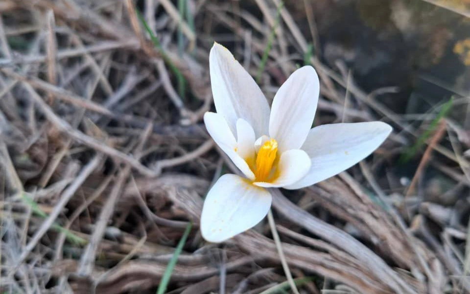 Казахстанцам напомнили о суровом наказании за срыв подснежников и тюльпанов 