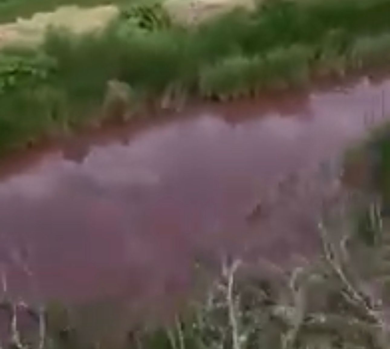 Кровавой водой орошают посевы декхане Туркестанской области  (видео)